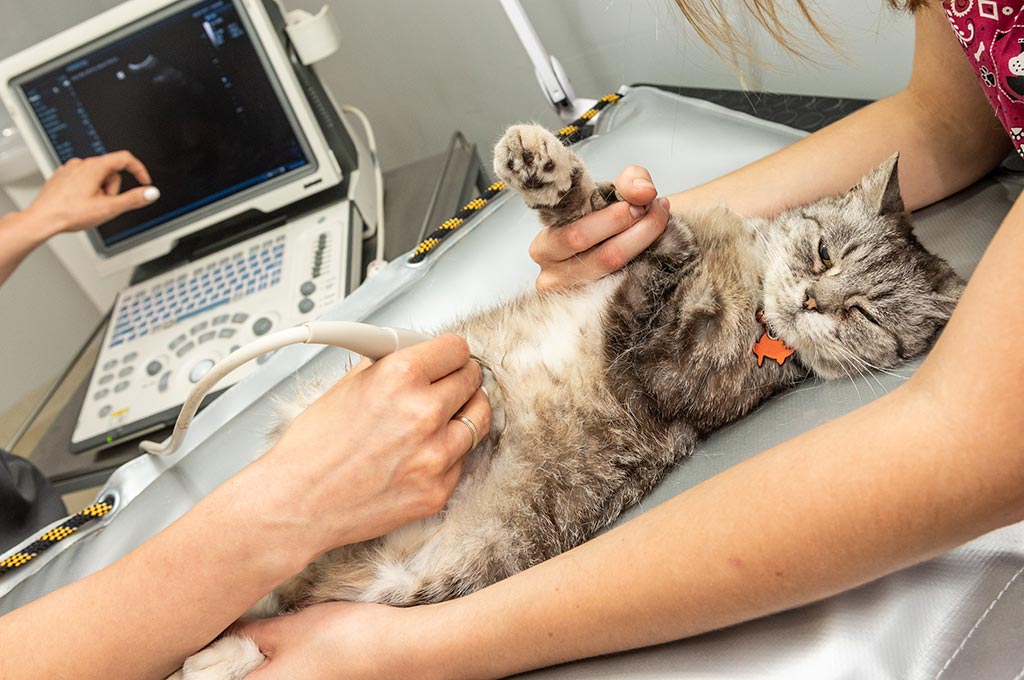 Veterinary Ultrasound